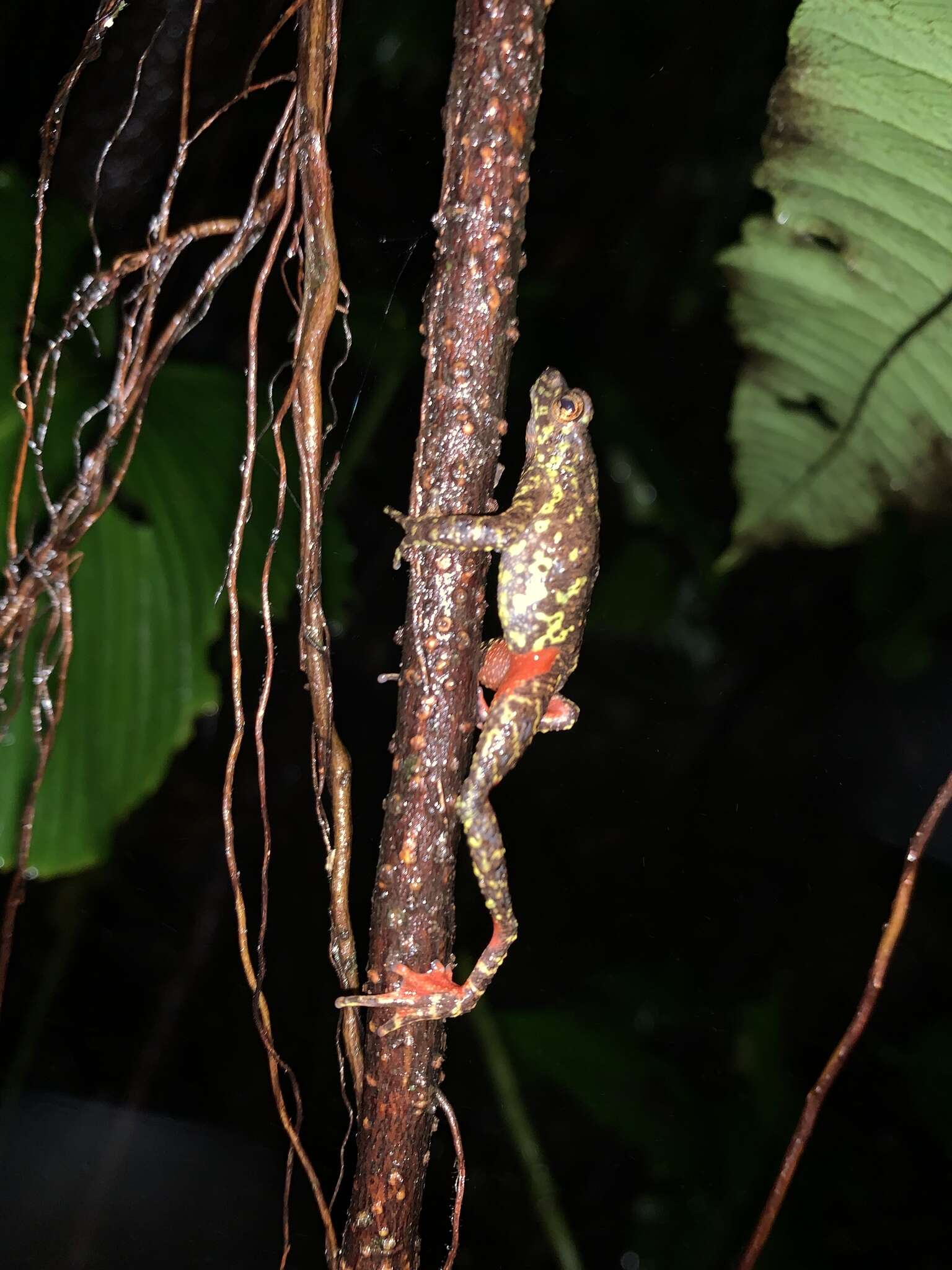 Image of Leptophryne javanica Hamidy, Munir, Mumpuni, Rahmania & Kholik 2018