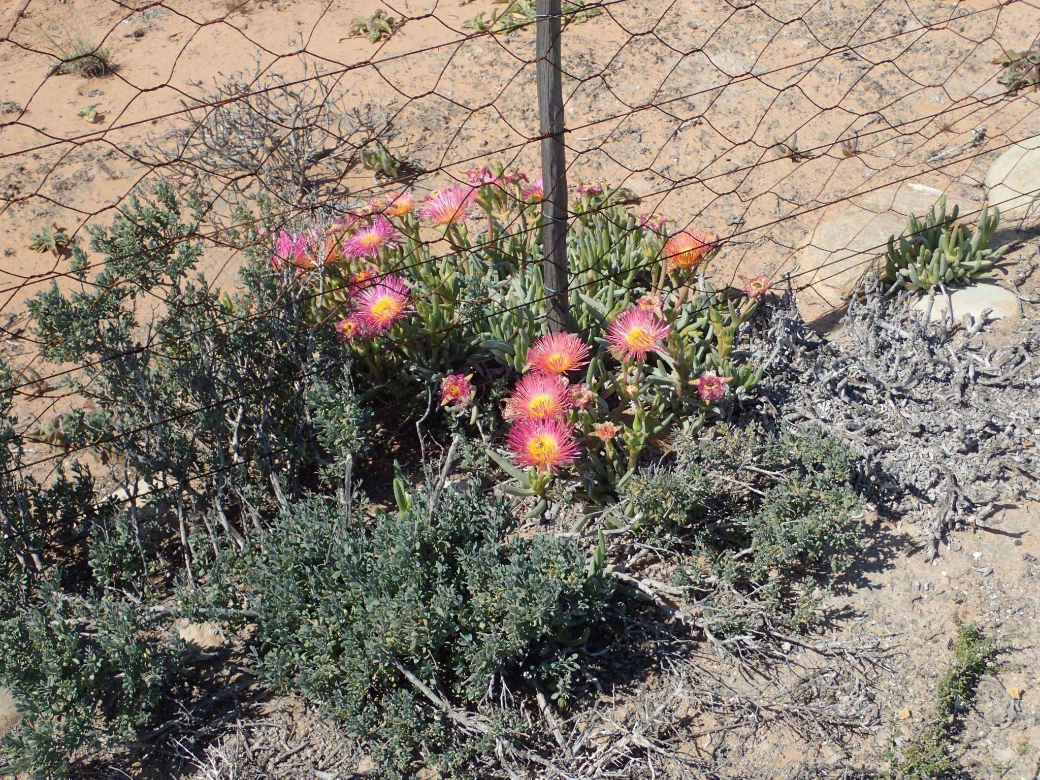 Image of Jordaaniella spongiosa (L. Bol.) H. E. K. Hartmann