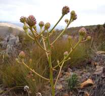 Image of Serruria williamsii J. P. Rourke