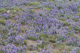 Image of Pacific lupine