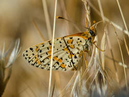 Image de Melitaea persea Kollar 1850