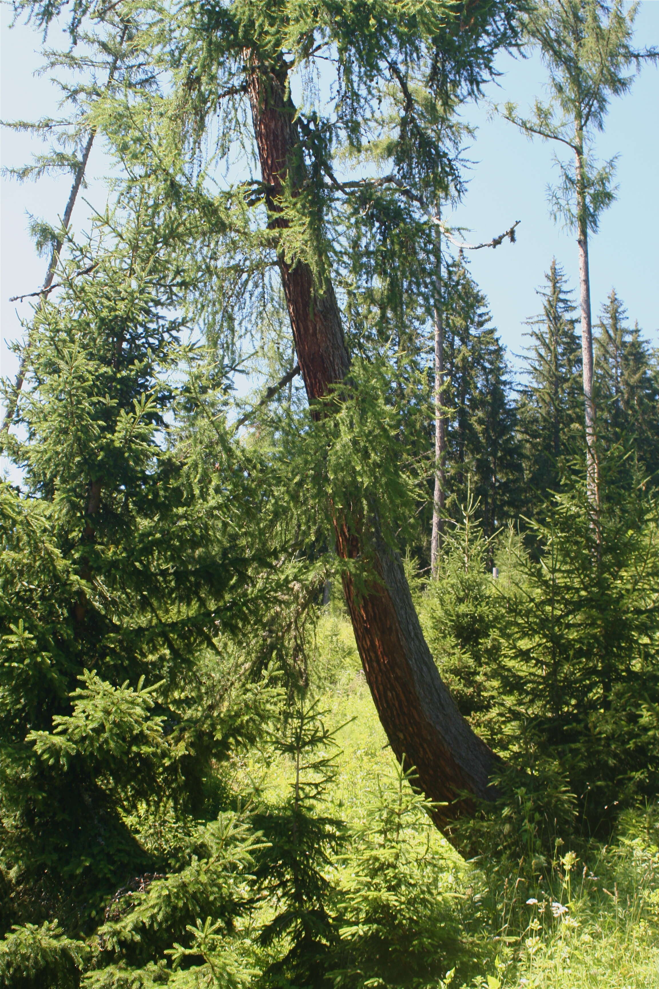 Plancia ëd Larix decidua Mill.