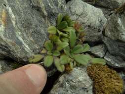 Image of Myosotis lyallii subsp. lyallii