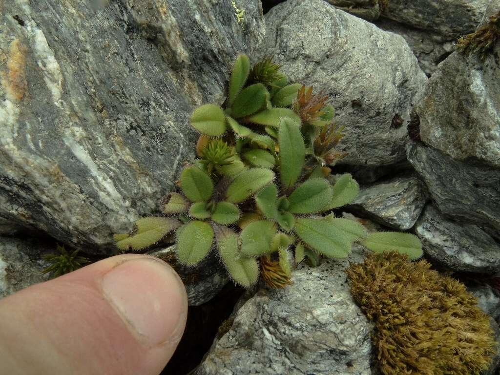 Image de Myosotis lyallii subsp. lyallii