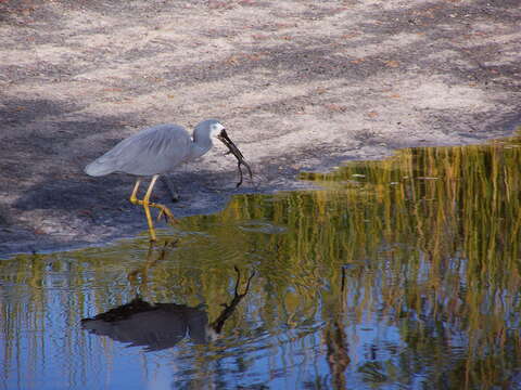 Image of White-faced Heron