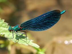 Image of Beautiful Demoiselle