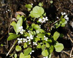 Image of Cardamine scutata Thunb.