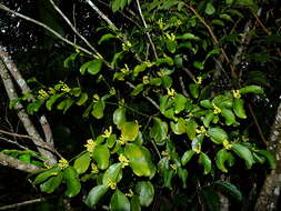 Image de Phoradendron racemosum (Aubl.) Krug & Urban