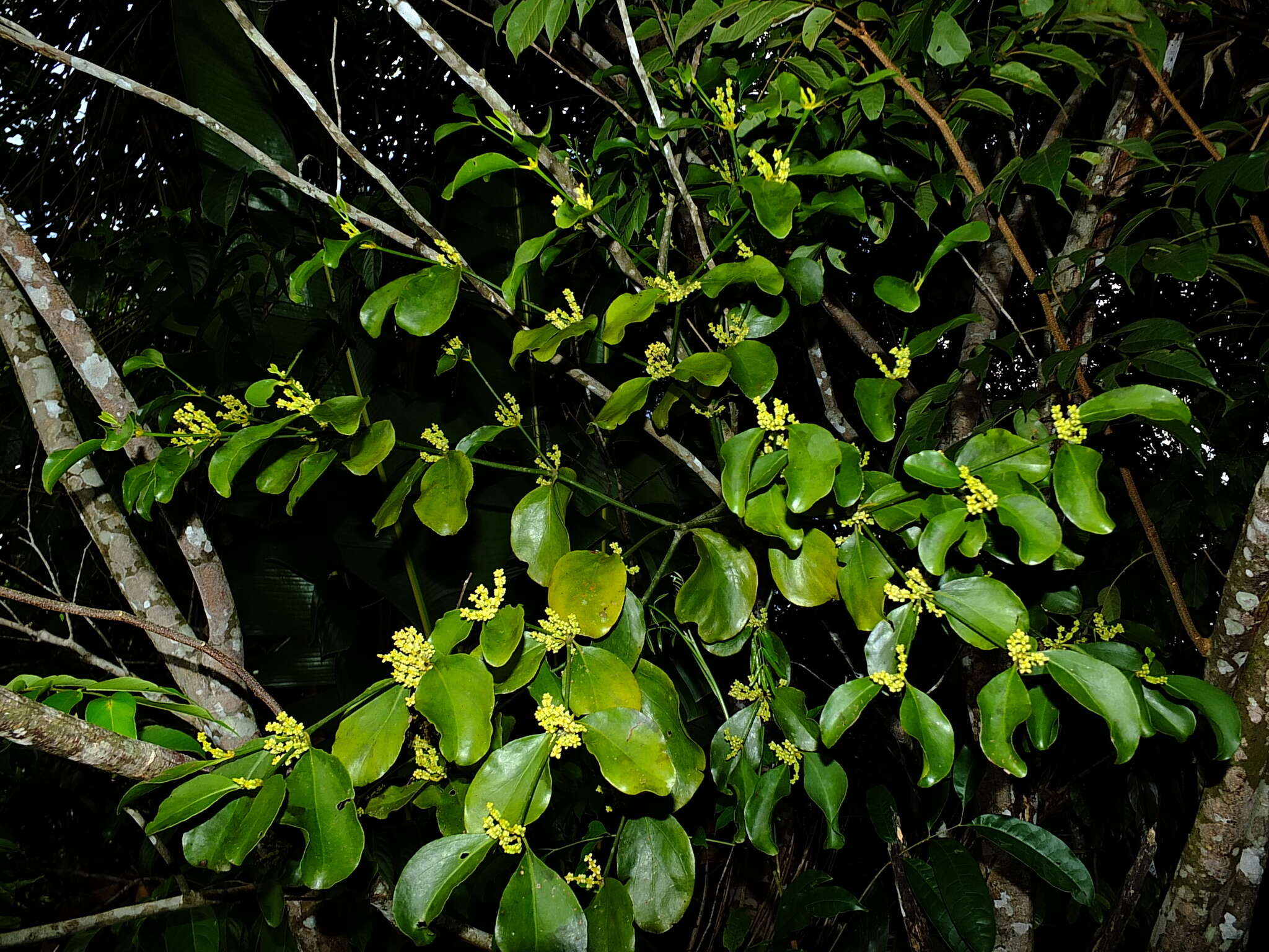 Image de Phoradendron racemosum (Aubl.) Krug & Urban