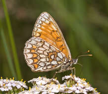 Image of Melitaea athalia