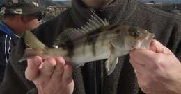 Image of Barred sand bass