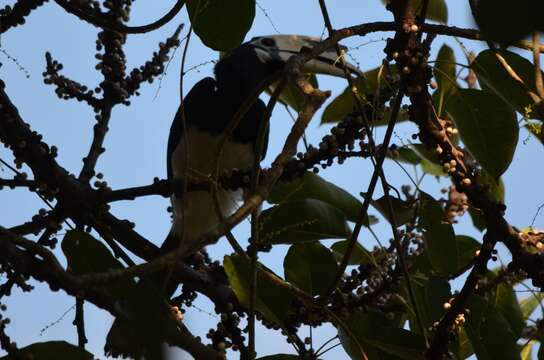 Image of Oriental Pied Hornbill