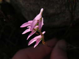 Image of Disa obliqua subsp. clavigera (Lindl.) Bytebier