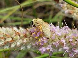 Image of Colletes wilmattae Cockerell 1904