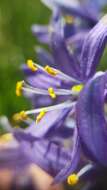 Imagem de Camassia quamash subsp. breviflora Gould