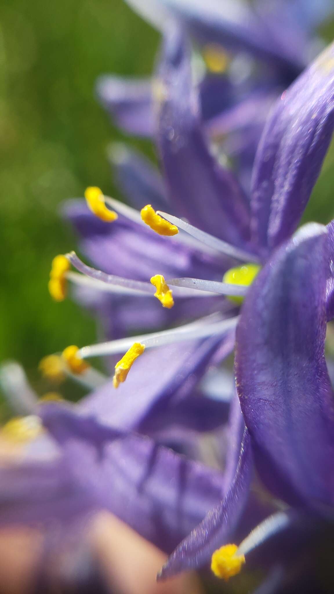 Imagem de Camassia quamash subsp. breviflora Gould