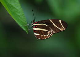 Image of Zebra Longwing