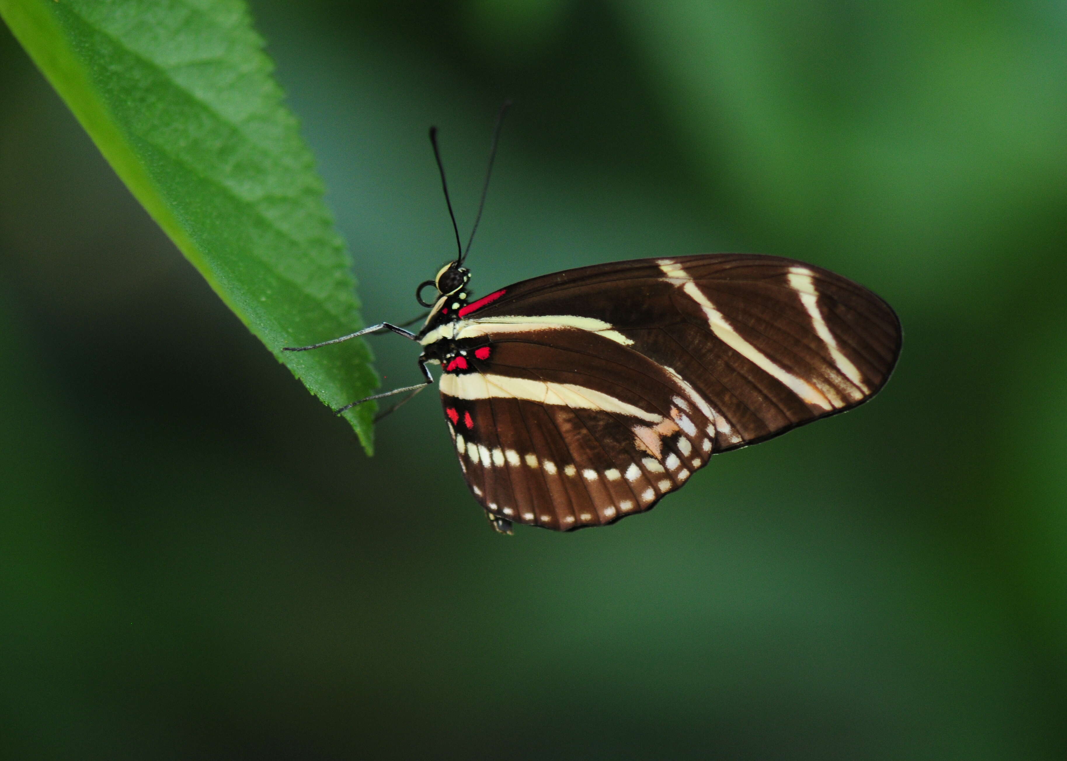 Image of Zebra Longwing