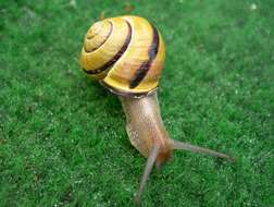 Image of Brown Lipped Snail