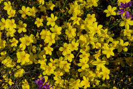 Image of Linum tauricum Willd.