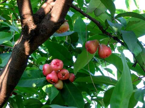 Imagem de Syzygium samarangense (Bl.) Merr. & L. M. Perry