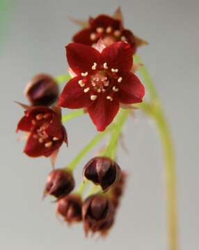 Image of Drosera adelae F. Muell.