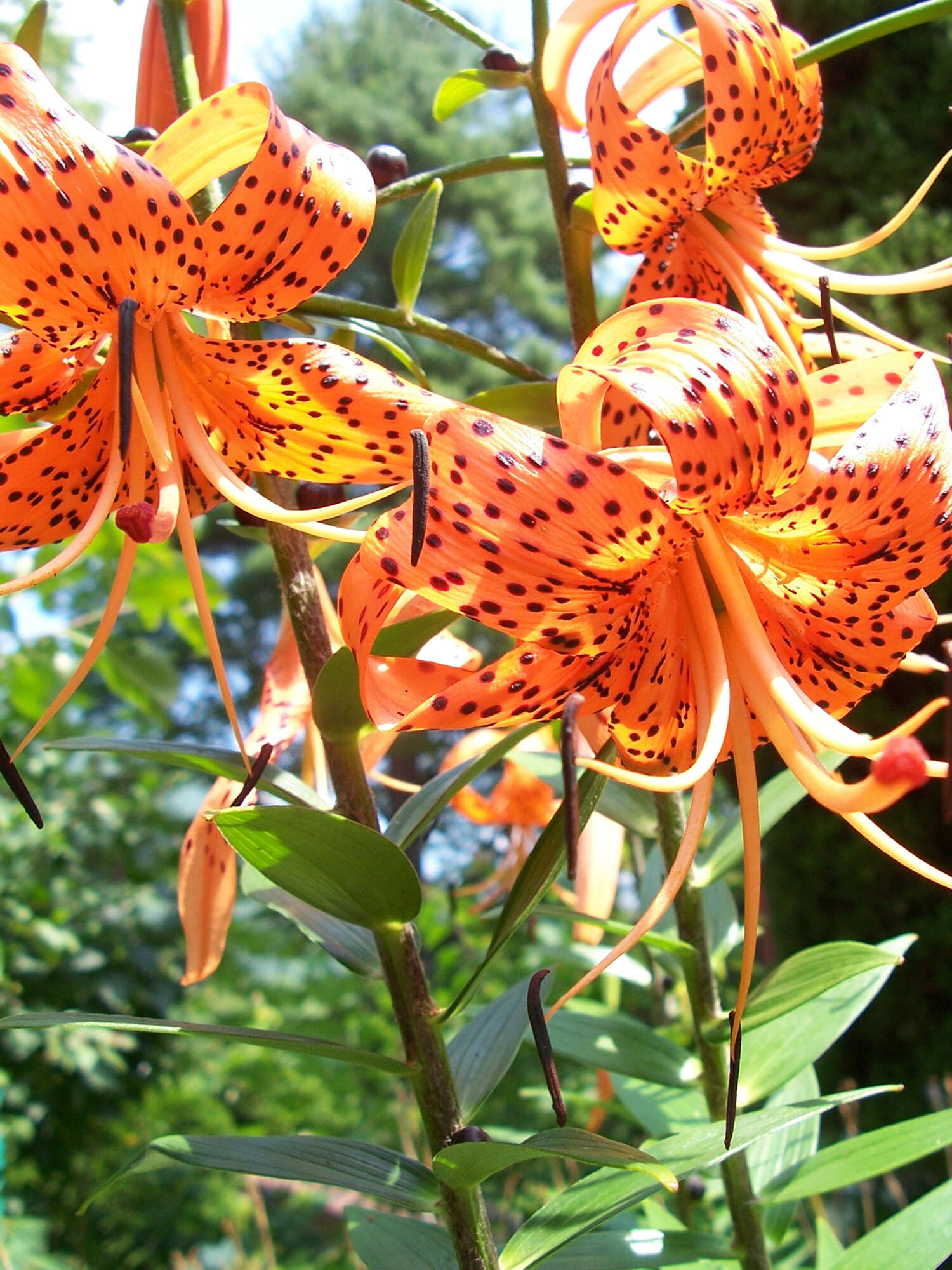 Image of Tiger lily