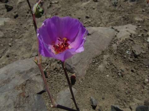 Image of Cistanthe grandiflora (Lindl.) Schltdl.