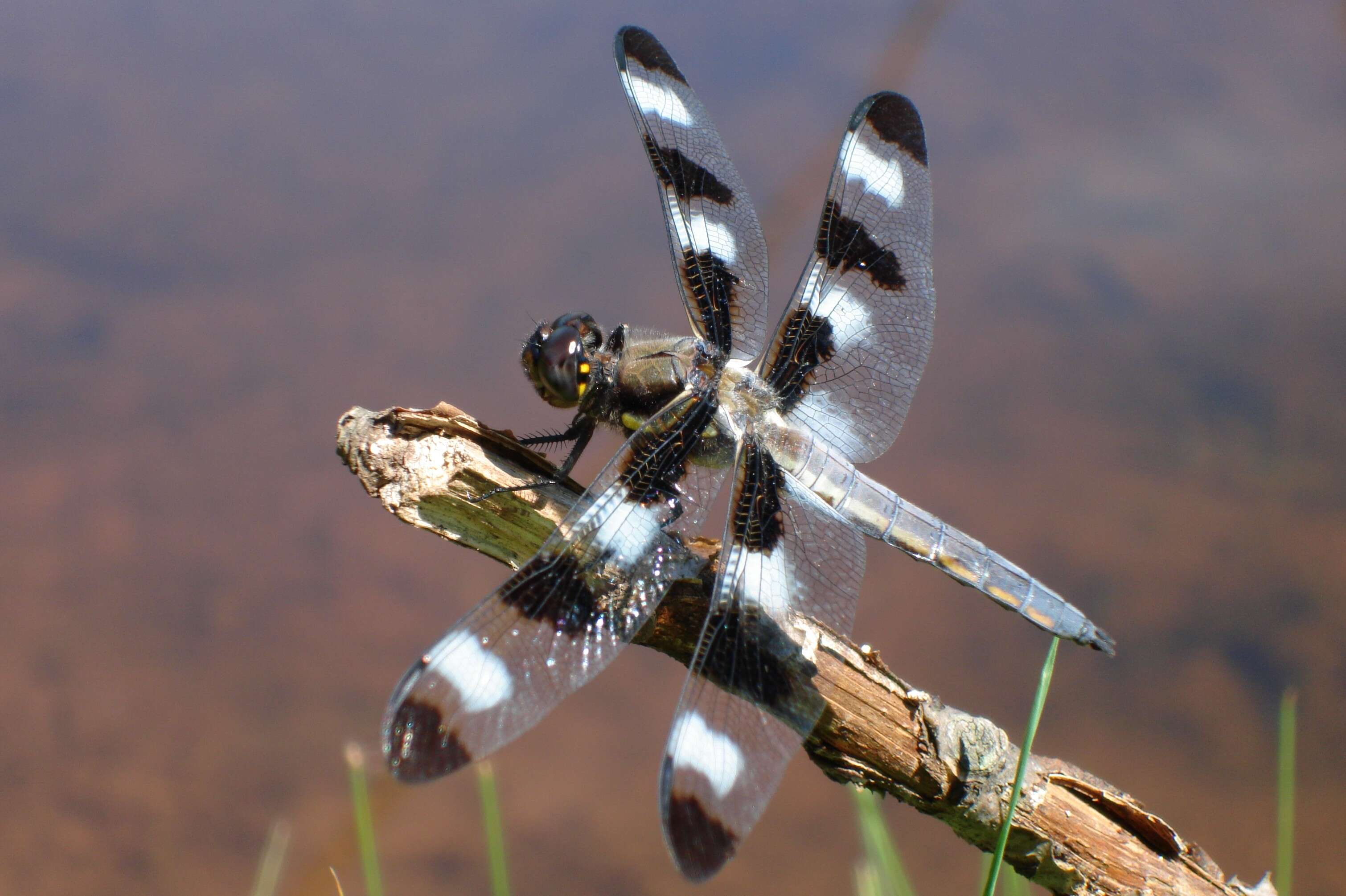 Image of Twelve-spotted skimmer