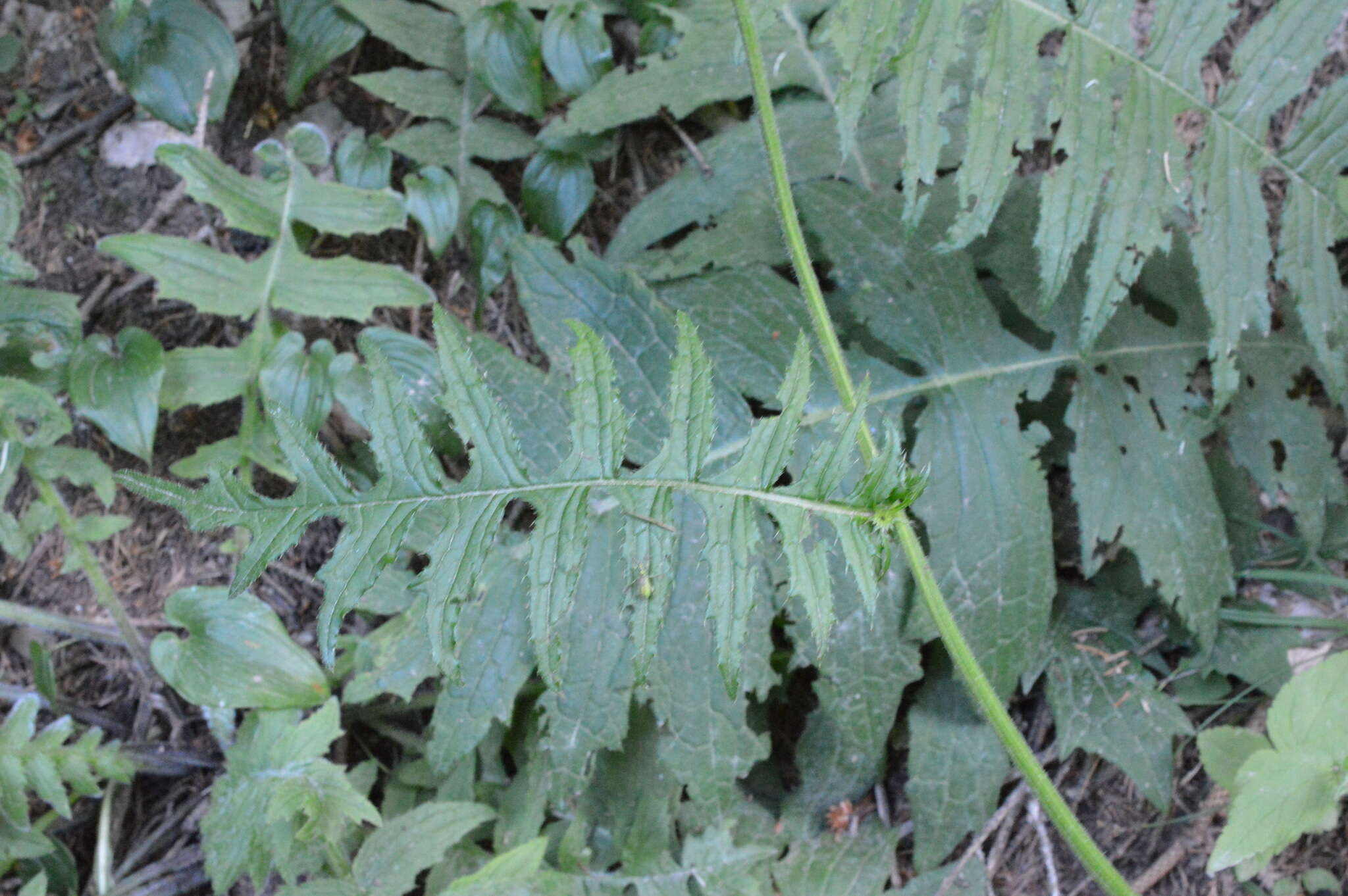 Image of Cirsium erisithales (Jacq.) Scop.