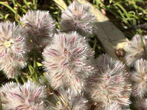 Слика од Ptilotus drummondii (Moq.) F. Müll.