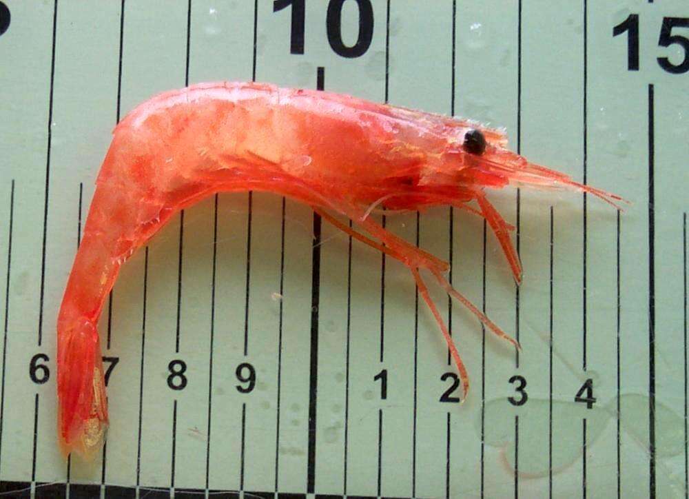 Image of northern prawn