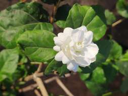 Image of Arabian jasmine