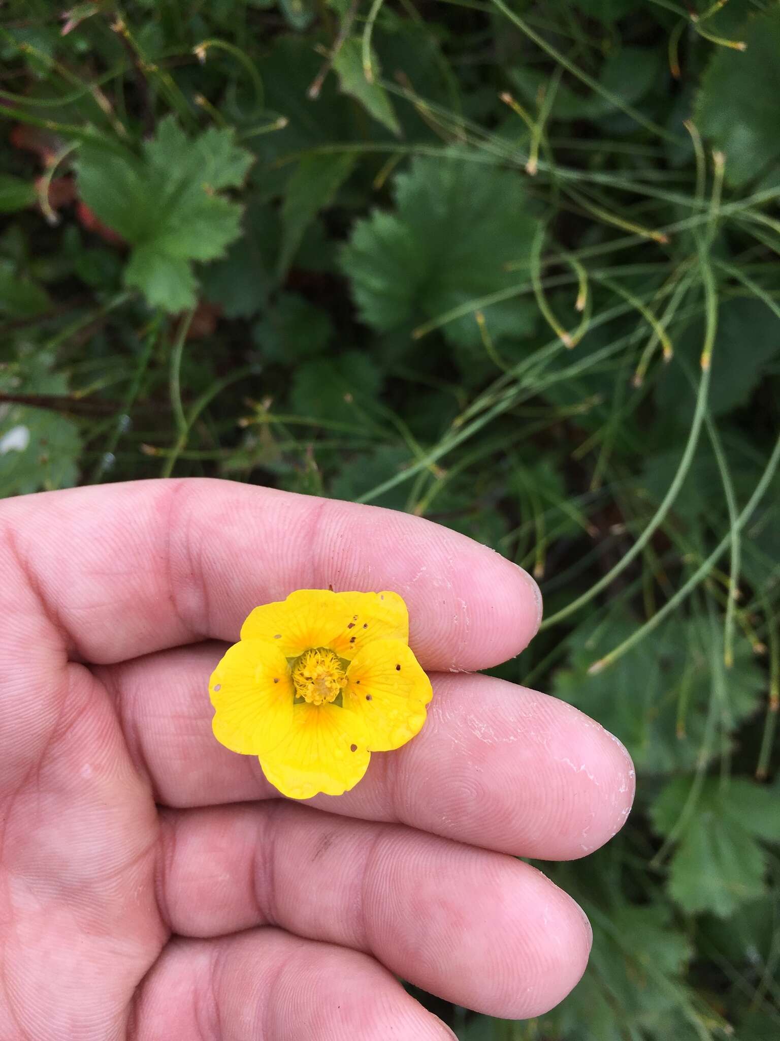 Image of Mountain Avens