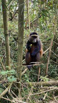 Image of Golden monkey