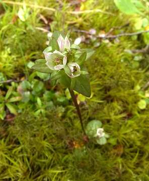 Image de Gentianella chathamica (Cheeseman) T. N. Ho & S. W. Liu