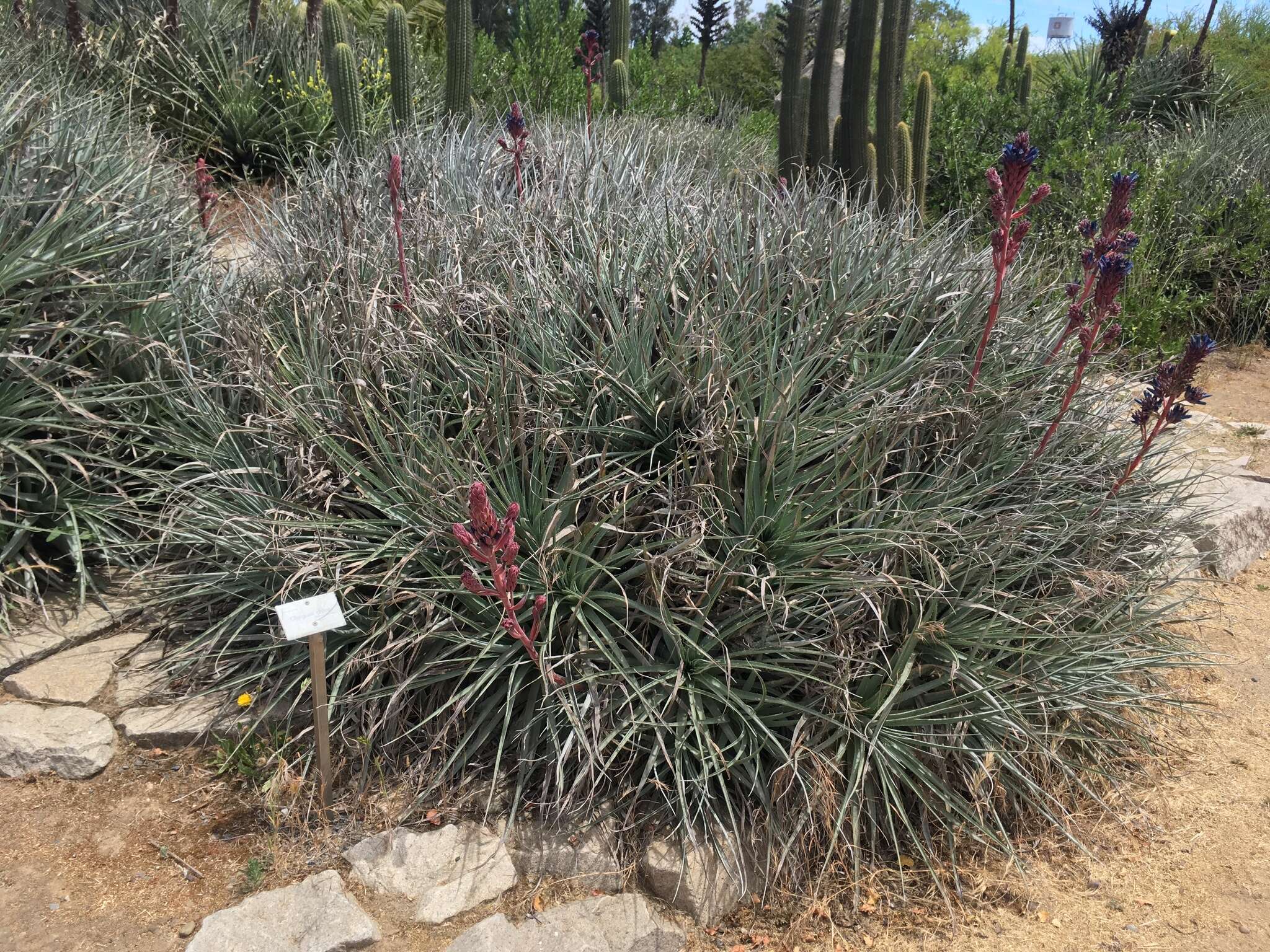 Image of Puya coerulea Lindl.