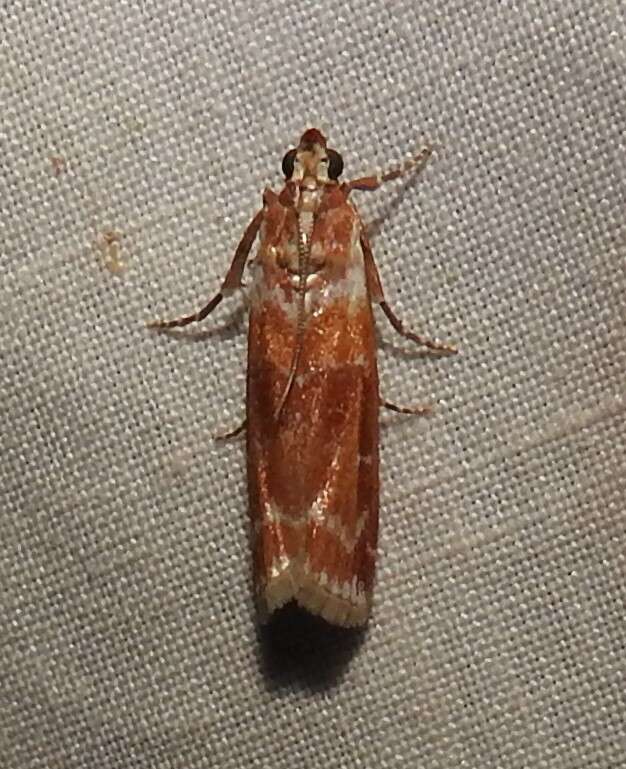 Image of Webbing Coneworm Moth