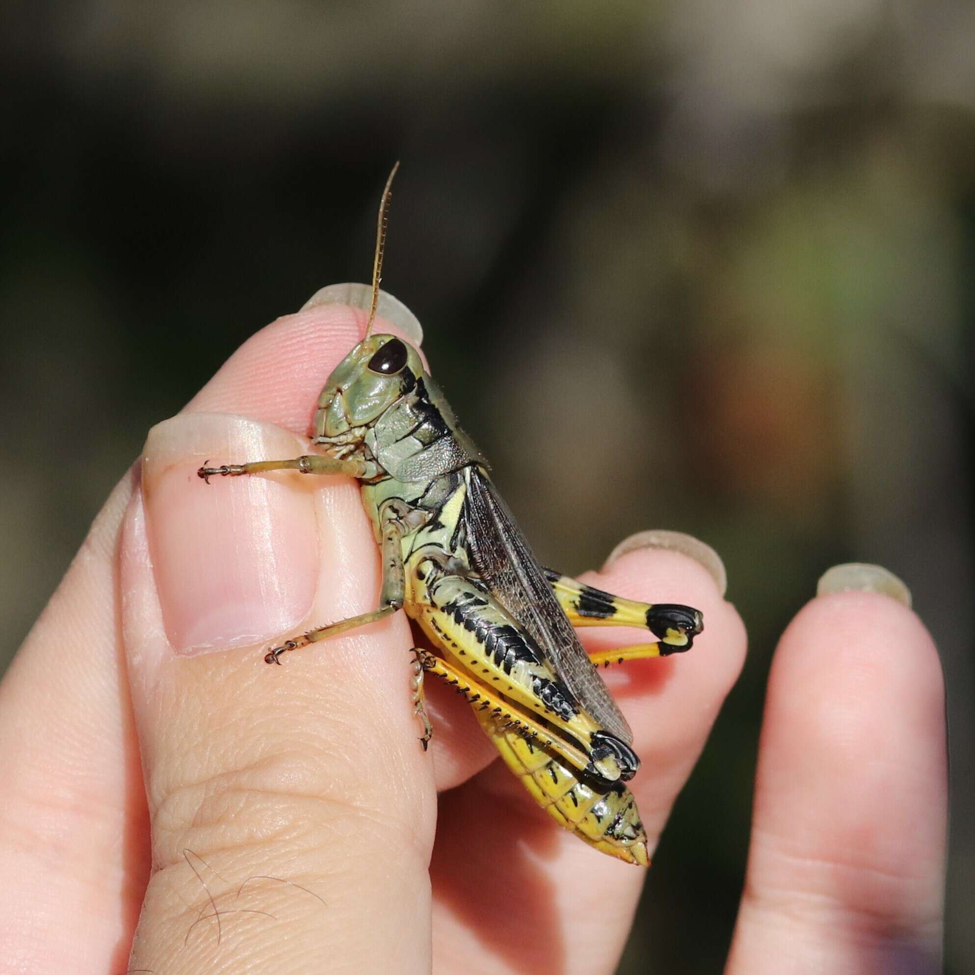 Melanoplus eumera Hebard 1920的圖片