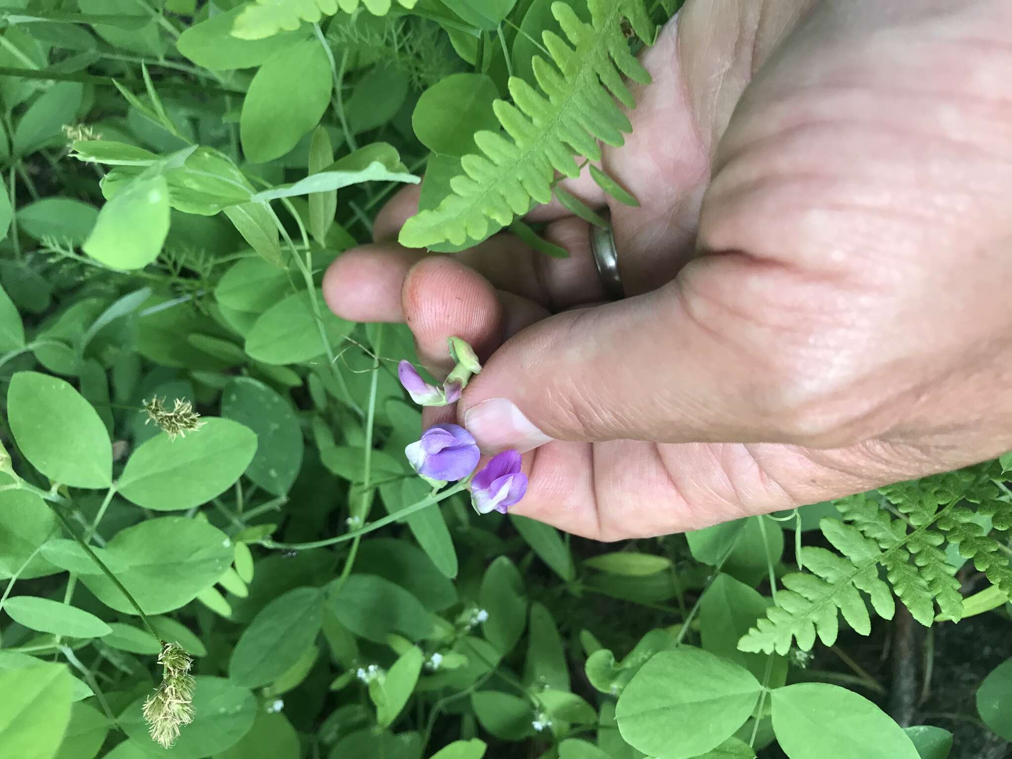 Sivun Lathyrus nevadensis subsp. nevadensis kuva