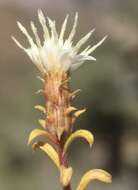 Image of whiteflower goldenbush