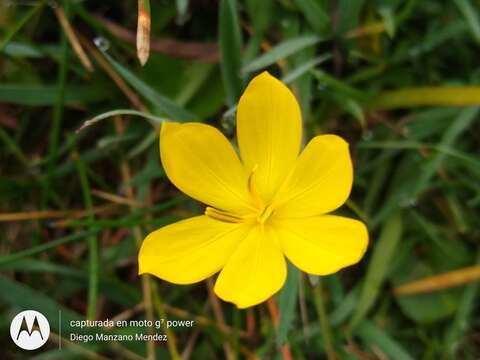 Image of Sisyrinchium angustissimum (B. L. Rob. & Greenm.) Greenm. & C. H. Thomps.