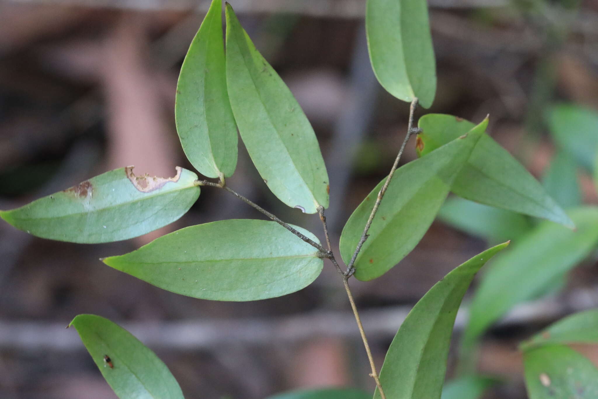 Image of Ripogonum fawcettianum F. Muell. ex Benth.