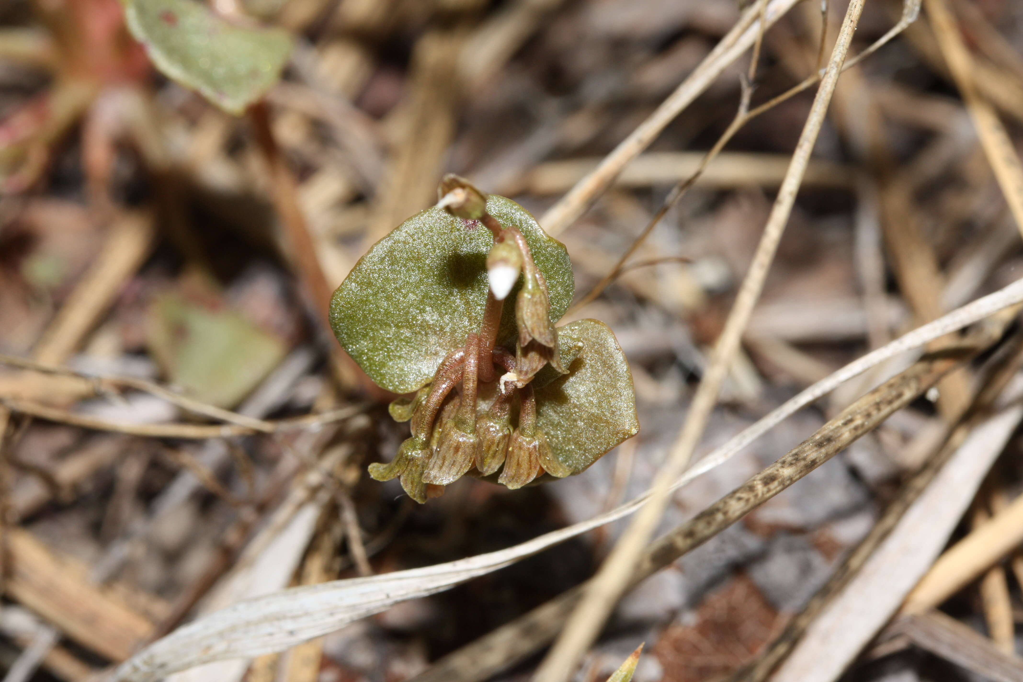 Image of Indian lettuce