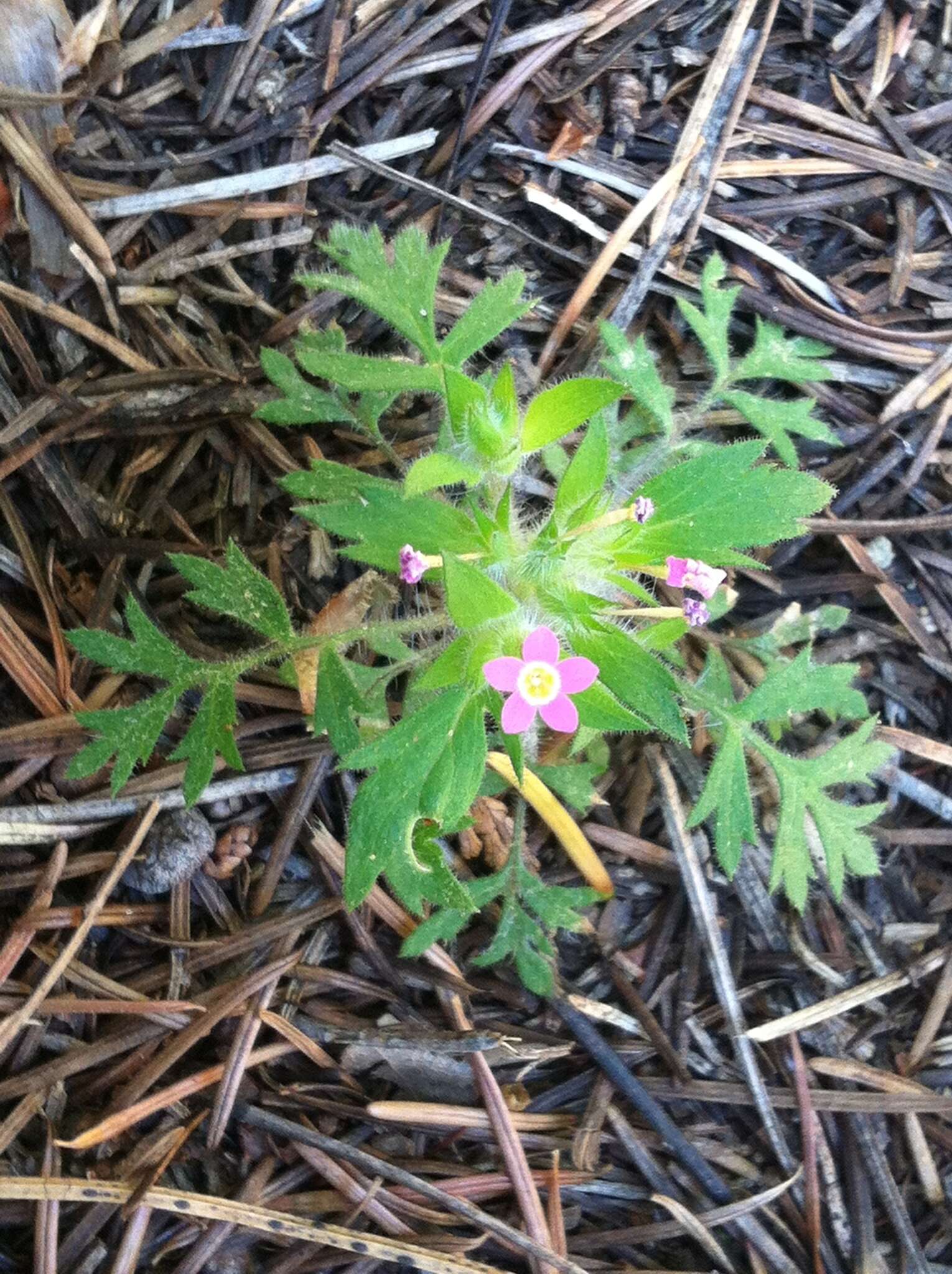 Image of variableleaf collomia