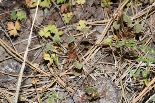 Image of Indian lettuce