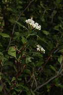 Image of black hawthorn