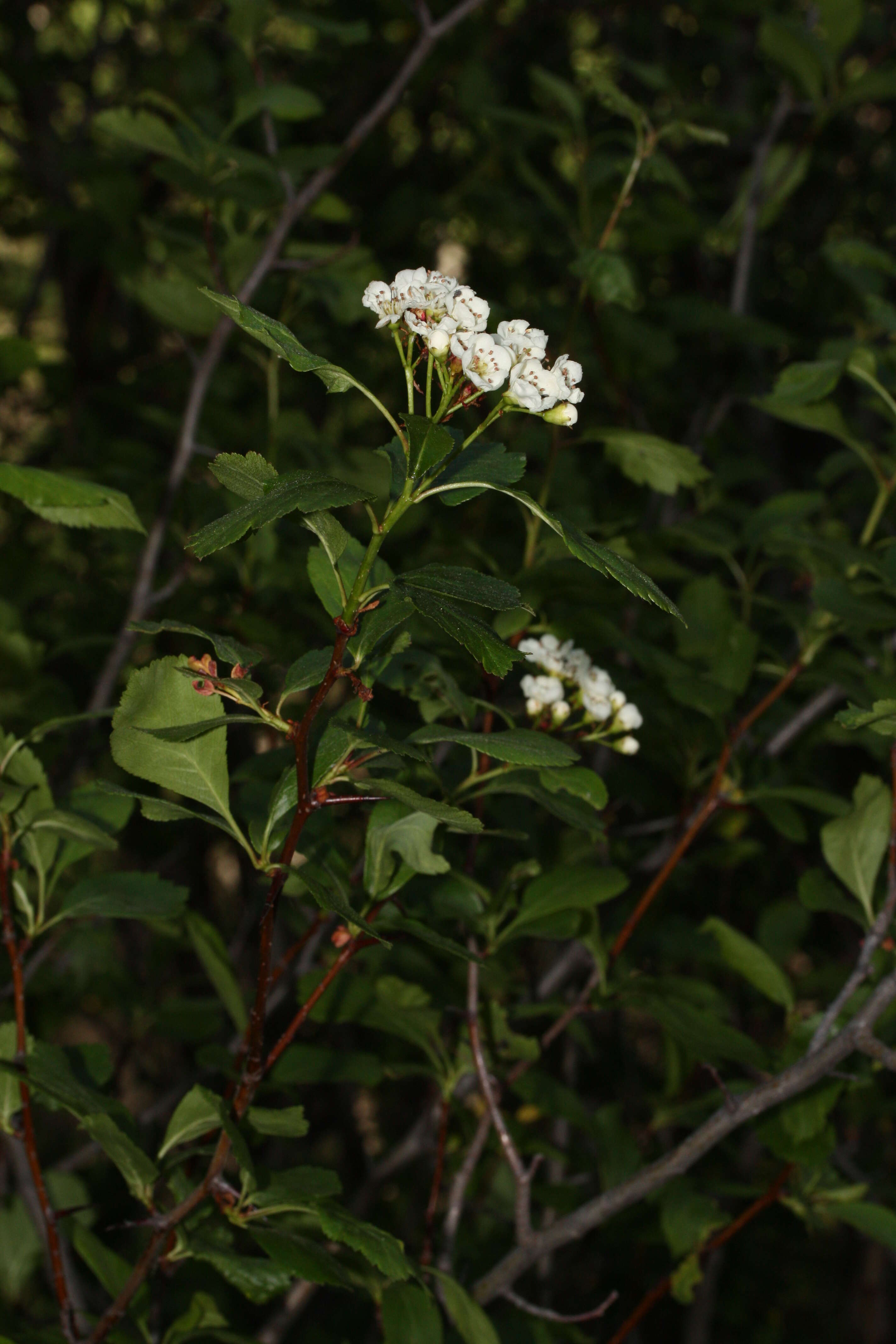 Image of black hawthorn