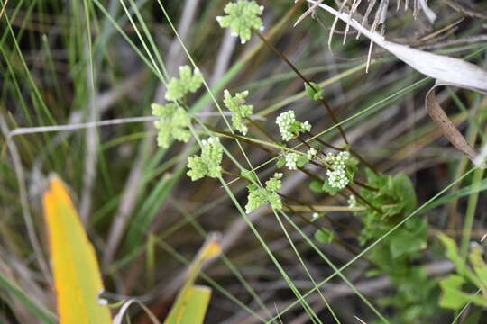 Image of swamp hornpod