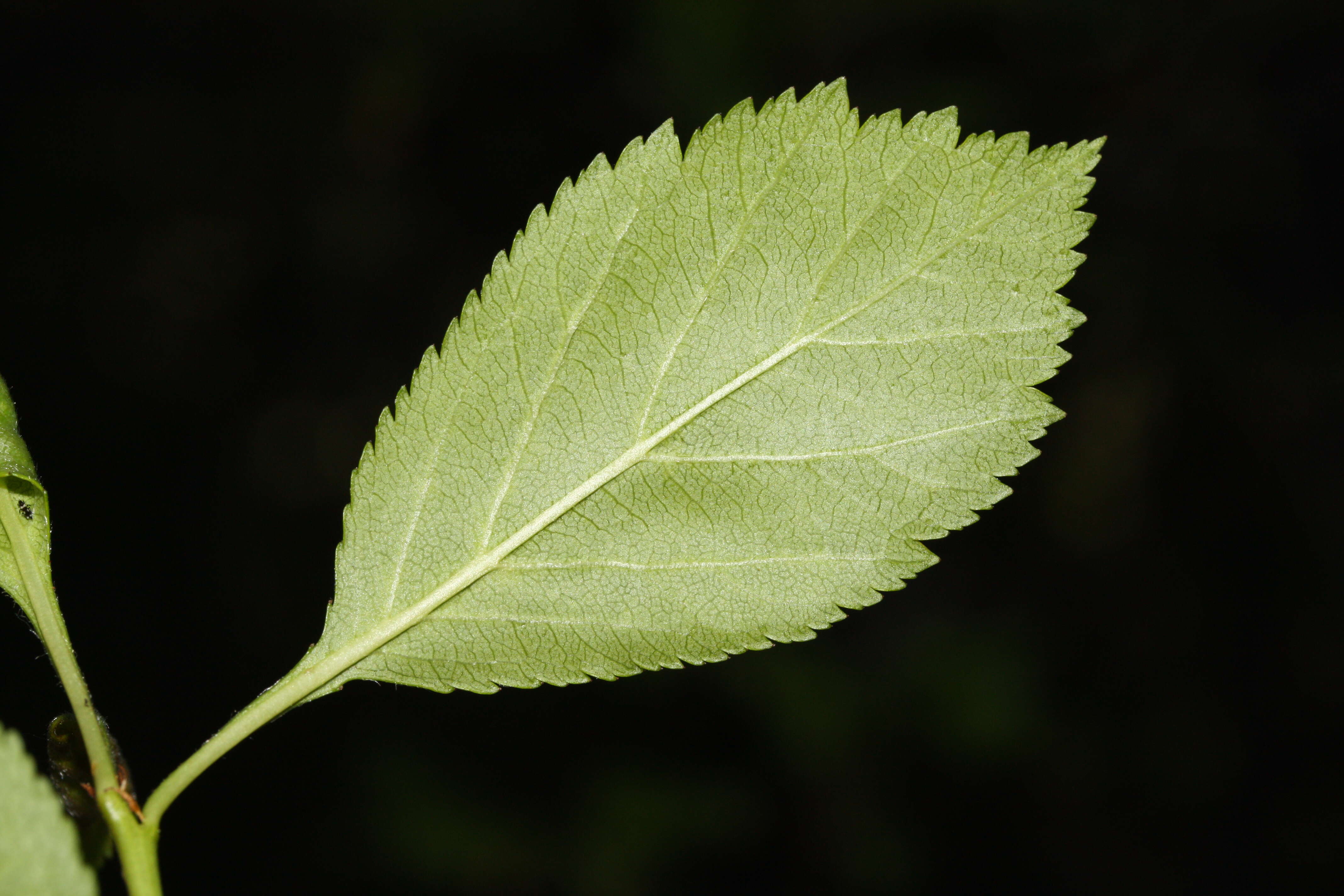 Image of black hawthorn